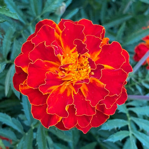 Marigold seeds - tagetes patula