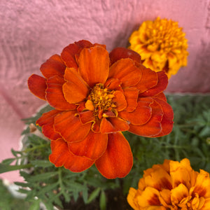 Marigold seeds - tagetes patula