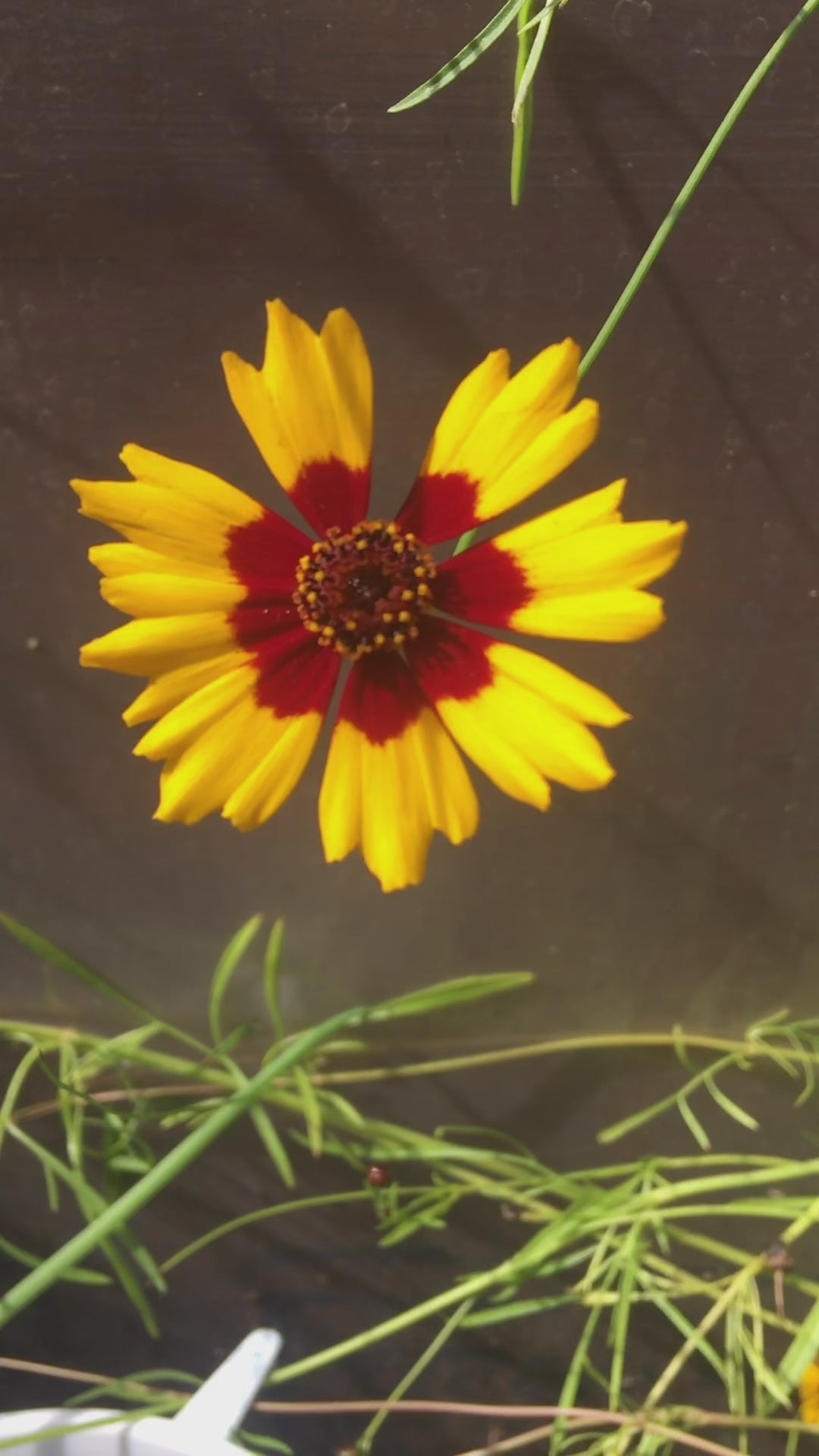 Coreopsis Seeds - coreopsis tinctoria