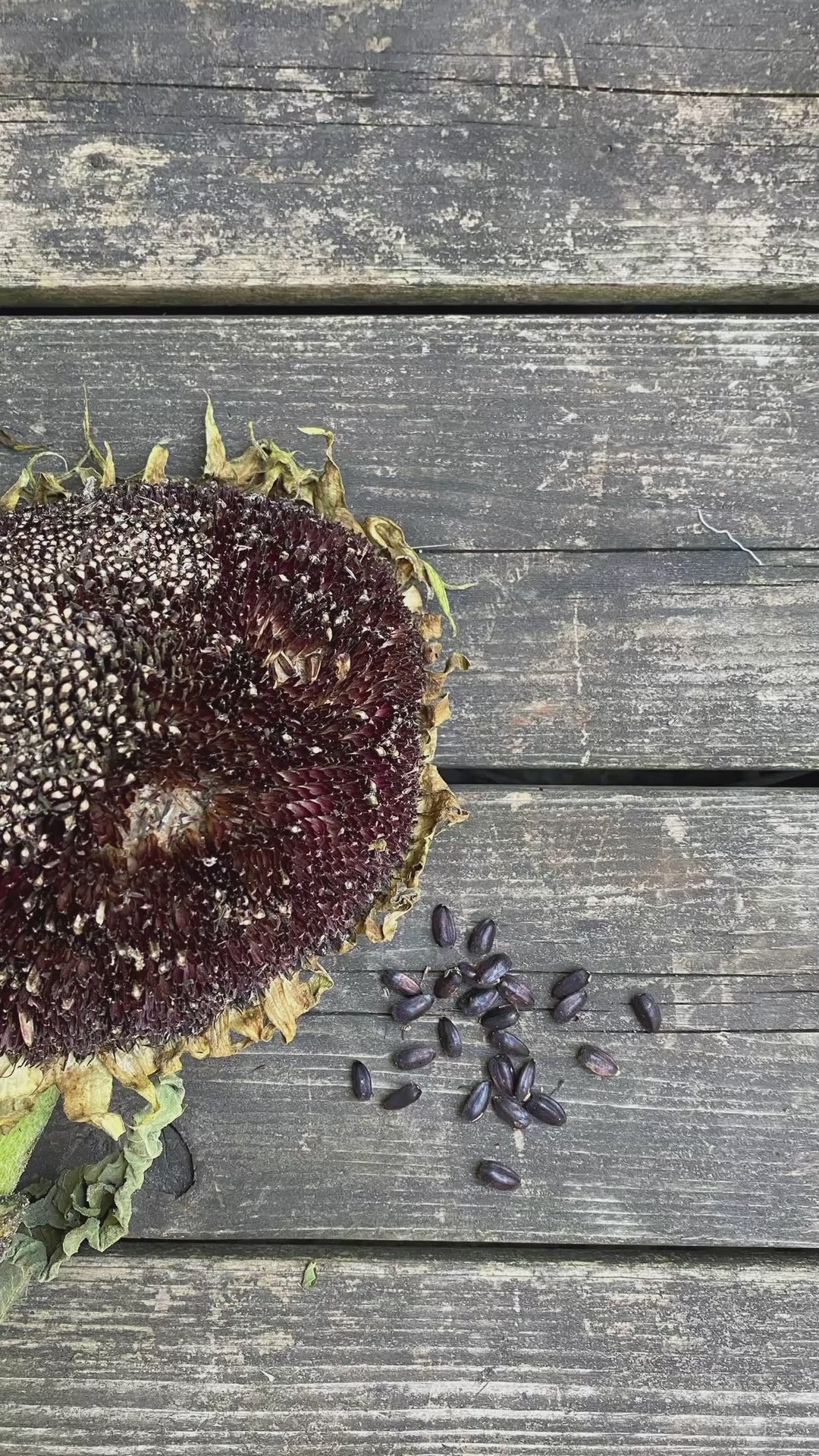 Black Hopi Sunflower Seeds - helianthus annus