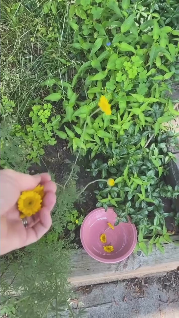 Dyer's Chamomile Seeds - anthemis tinctoria